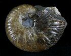 Hoploscaphites Ammonite - South Dakota #22693-1